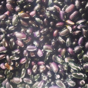 soaked_uncooked_black_turtle_beans[1]